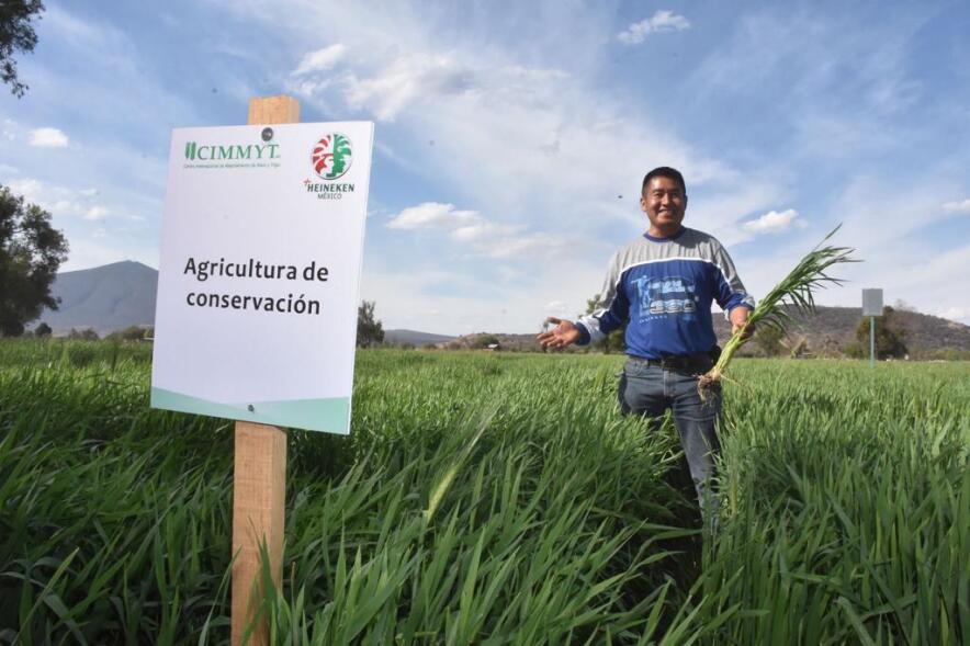 HEINEKEN México apuesta por una producción de cebada 100% sustentable